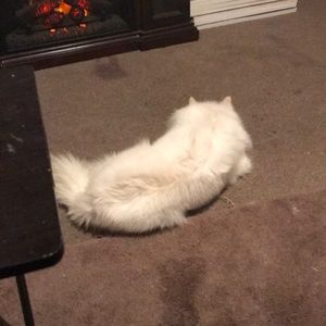 Meet your Posher, Tracy